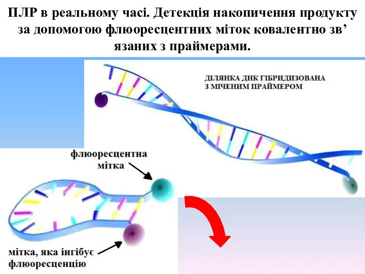 ПЛР в реальному часі. Детекція накопичення продукту за допомогою флюоресцентних міток ковалентно зв’язаних з праймерами.