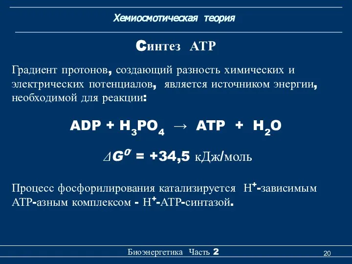 Хемиосмотическая теория Биоэнергетика Часть 2 Cинтез АТР Градиент протонов, создающий разность