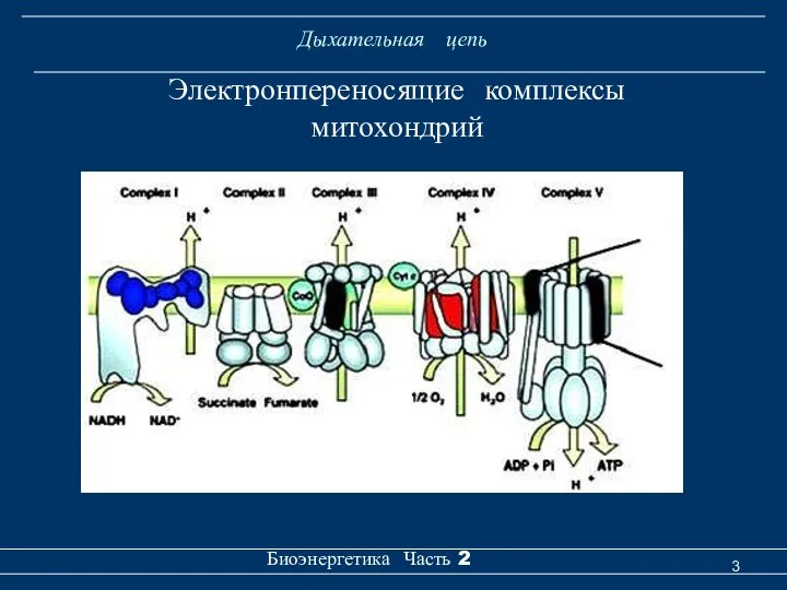 Дыхательная цепь Биоэнергетика Часть 2 Электронпереносящие комплексы митохондрий