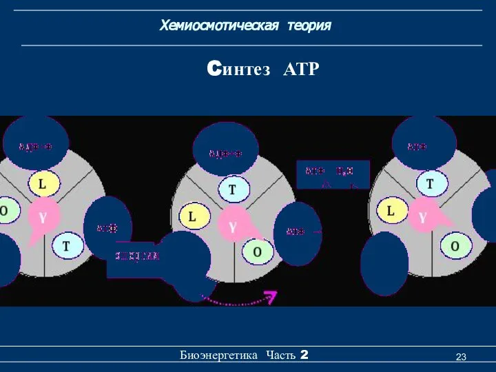 Хемиосмотическая теория Биоэнергетика Часть 2 Cинтез АТР