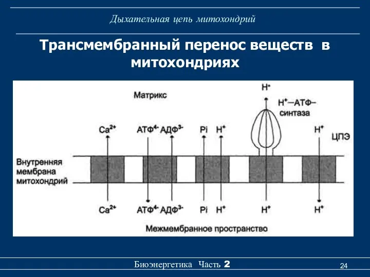 Дыхательная цепь митохондрий Биоэнергетика Часть 2 Трансмембранный перенос веществ в митохондриях