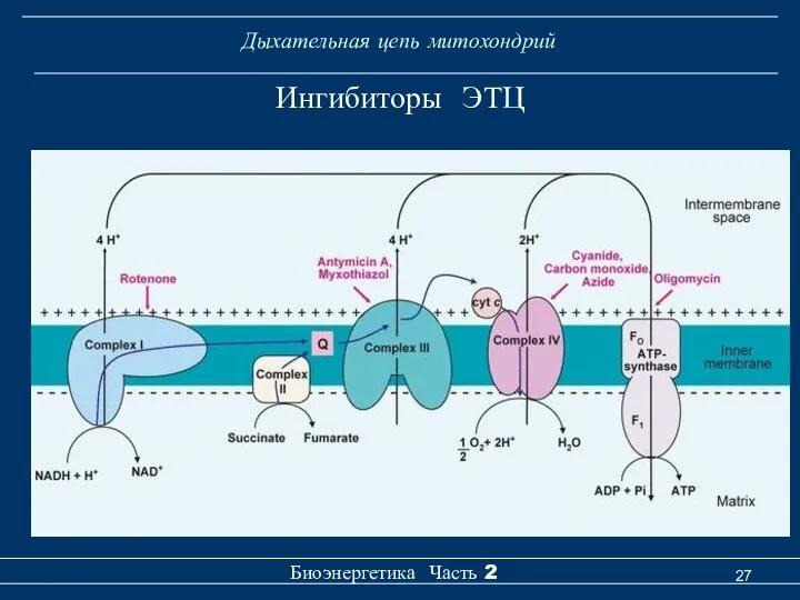 Дыхательная цепь митохондрий Биоэнергетика Часть 2 Ингибиторы ЭТЦ