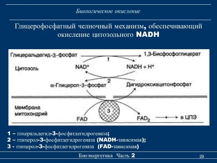 Биологическое окисление Биоэнергетика Часть 2 Глицерофосфатный челночный механизм, обеспечивающий окисление цитозольного