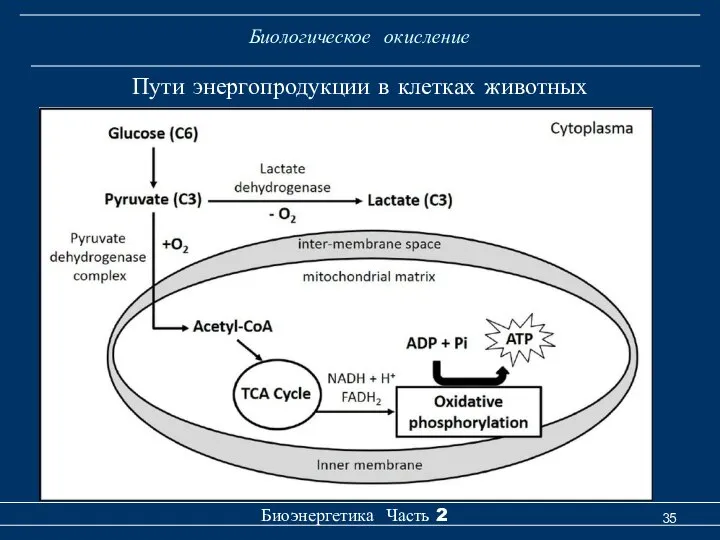 Биологическое окисление Биоэнергетика Часть 2 Пути энергопродукции в клетках животных