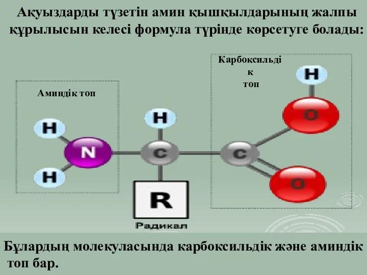 Ақуыздарды түзетін амин қышқылдарының жалпы құрылысын келесі формула түрінде көрсетуге болады: