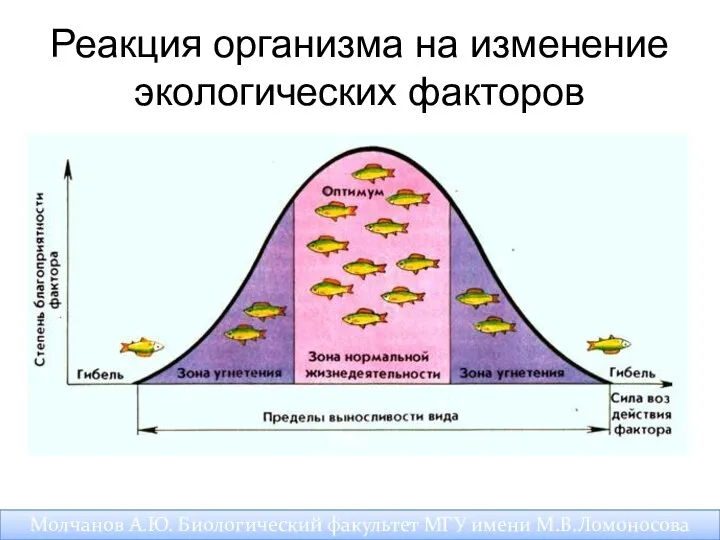 Реакция организма на изменение экологических факторов Молчанов А.Ю. Биологический факультет МГУ имени М.В.Ломоносова