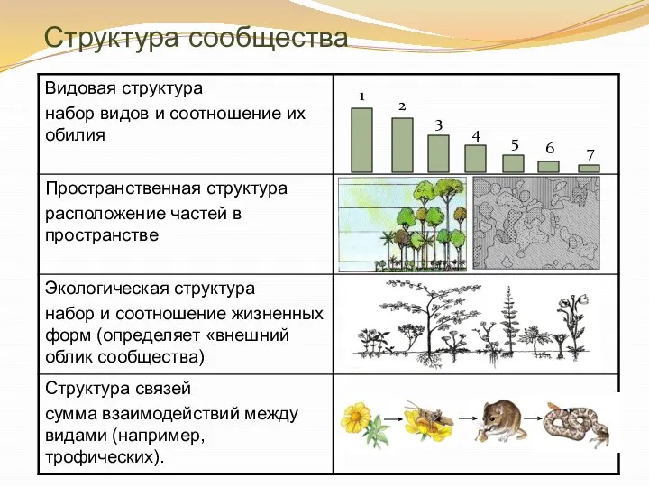 Структура сообщества 1 2 3 4 5 6 7