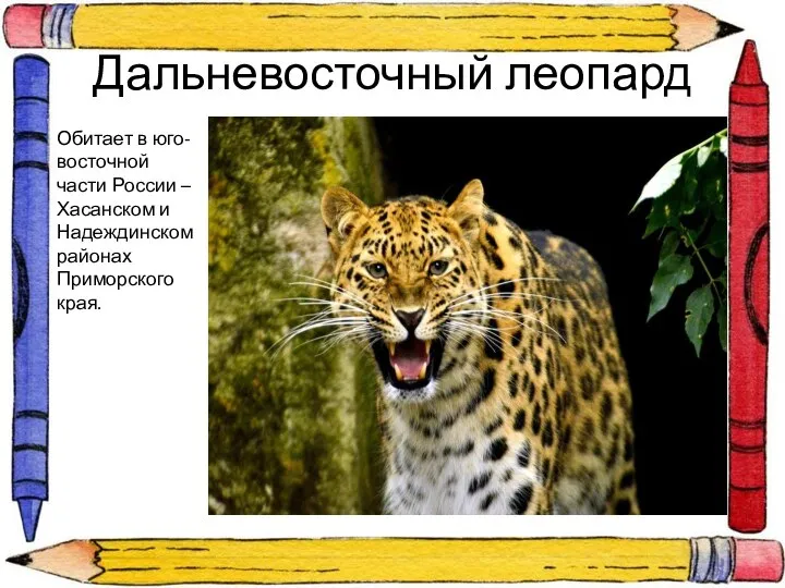 Дальневосточный леопард Обитает в юго-восточной части России – Хасанском и Надеждинском районах Приморского края.