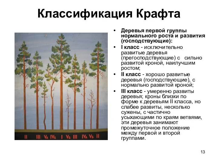 Классификация Крафта Деревья первой группы нормального роста и развития (господствующие): I