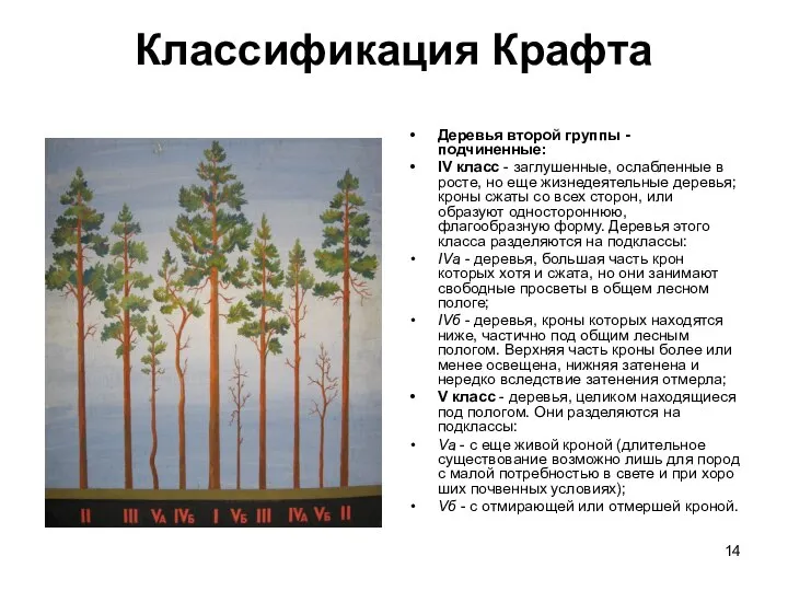 Классификация Крафта Деревья второй группы - подчиненные: IV класс - заглушенные,