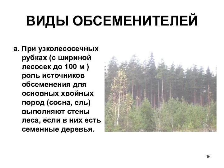 а. При узколесосечных рубках (с шириной лесосек до 100 м )