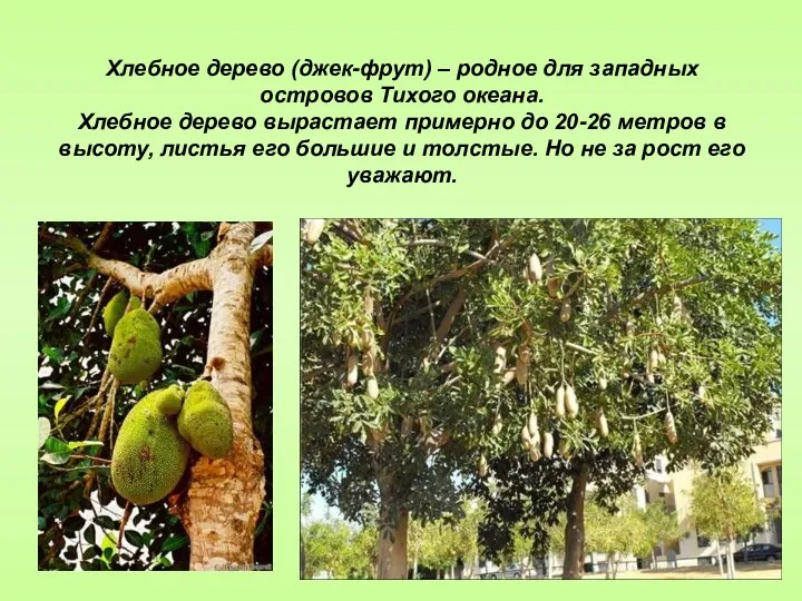 Хлебное дерево (джек-фрут) – родное для западных островов Тихого океана. Хлебное