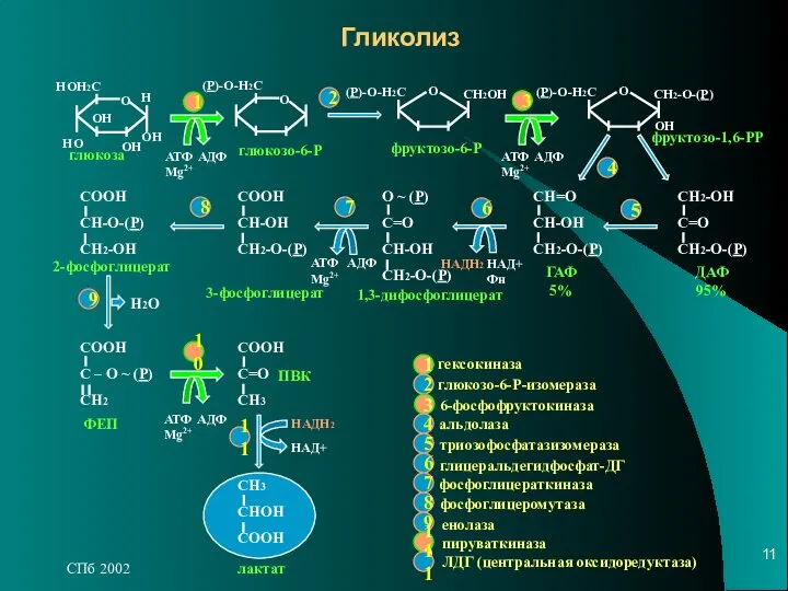 СПб 2002 Гликолиз