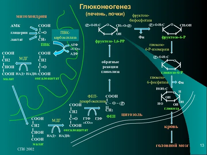 СПб 2002 Глюконеогенез (печень, почки) митохондрия цитозоль