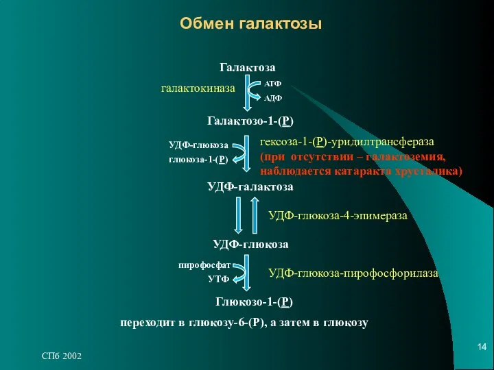 СПб 2002 Обмен галактозы Галактоза галактокиназа АДФ АТФ Галактозо-1-(Р) УДФ-галактоза глюкоза-1-(Р)