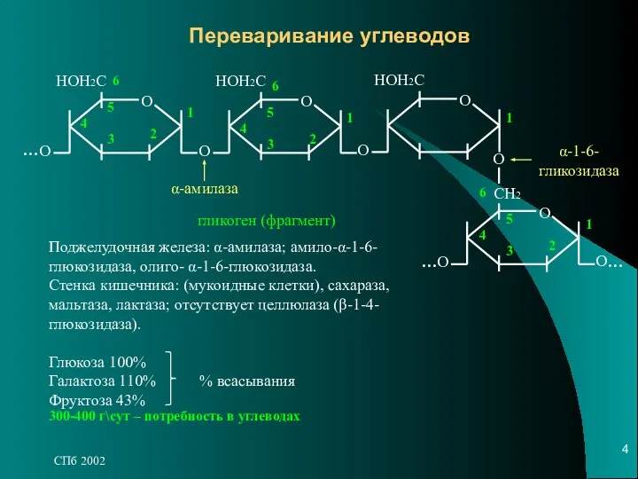 СПб 2002 Переваривание углеводов О О НОН2С О О НОН2С О