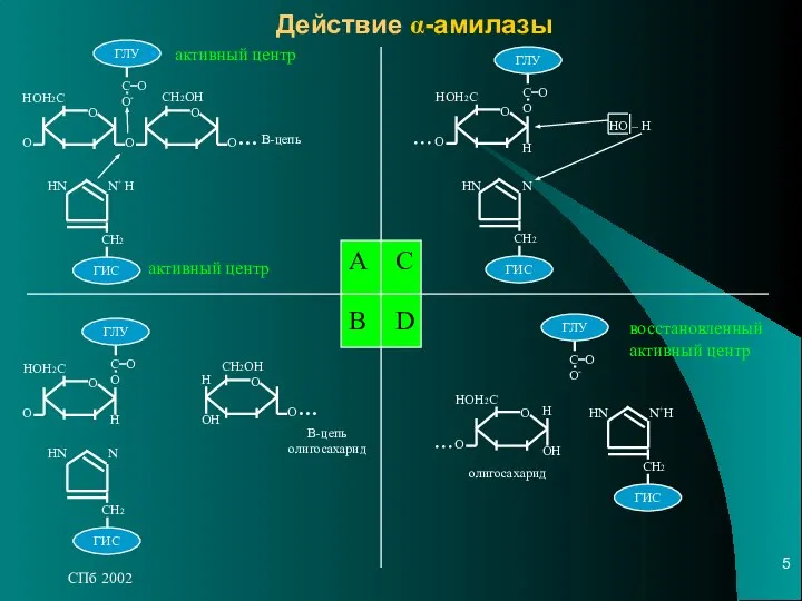 СПб 2002 Действие α-амилазы А C B D