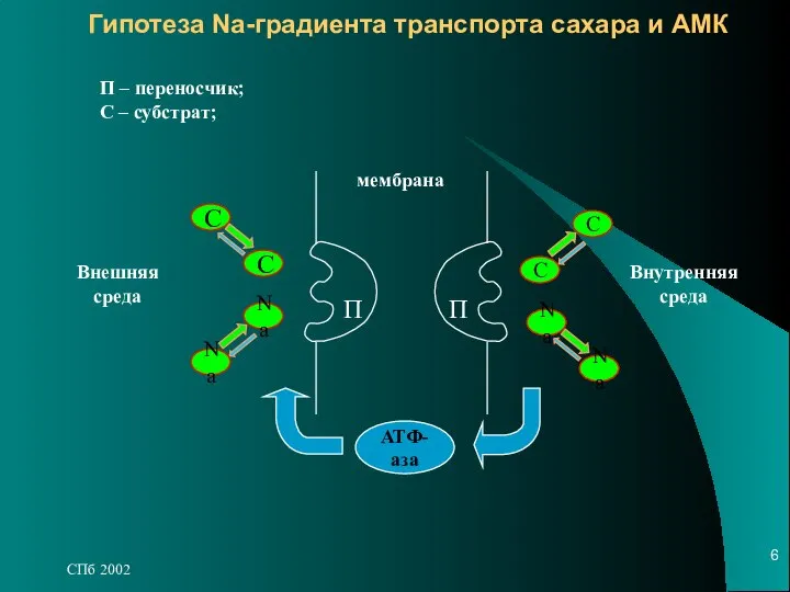 СПб 2002 Гипотеза Na-градиента транспорта сахара и АМК С Na С