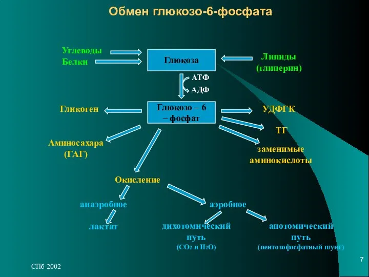СПб 2002 Обмен глюкозо-6-фосфата Глюкоза Глюкозо – 6 – фосфат Углеводы