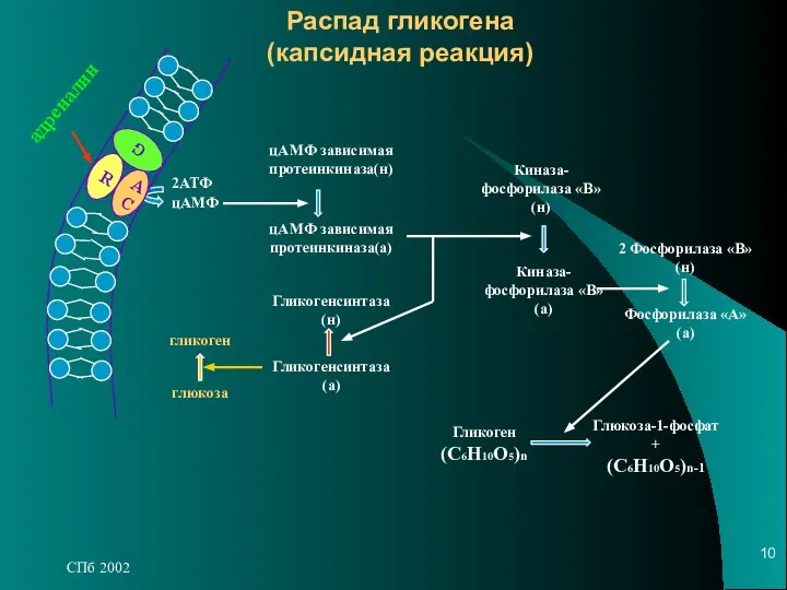 СПб 2002 Распад гликогена (капсидная реакция) R AC G 2АТФ цАМФ