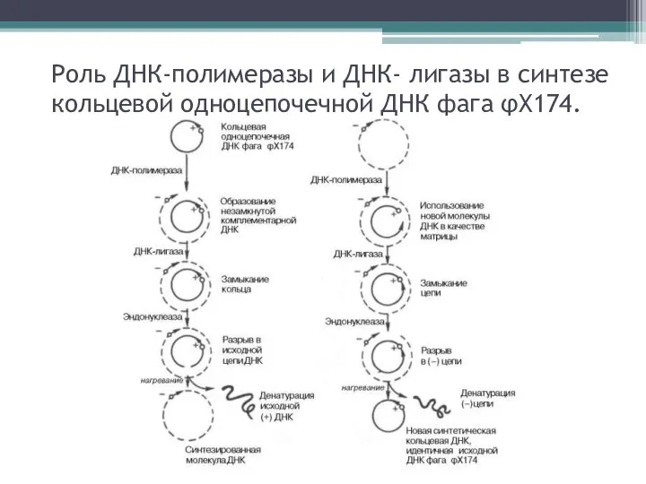 Роль ДНК-полимеразы и ДНК- лигазы в синтезе кольцевой одноцепочечной ДНК фага φХ174.