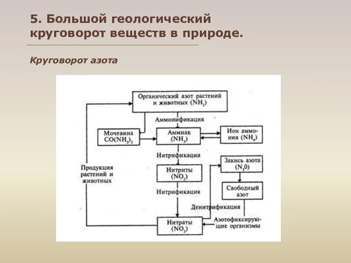 5. Большой геологический круговорот веществ в природе. Круговорот азота