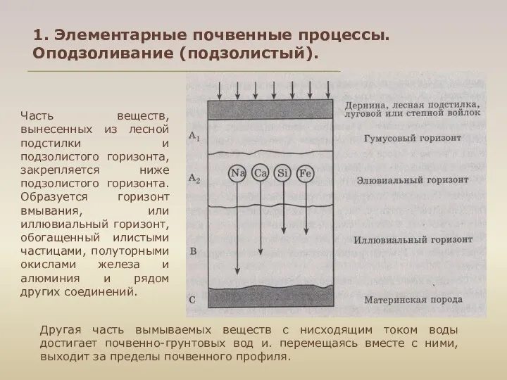 Часть веществ, вынесенных из лесной подстилки и подзолистого горизонта, закрепляется ниже