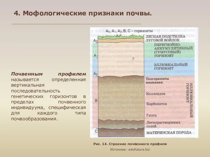 Рис. 14. Строение почвенного профиля Источник: edufuture.biz Почвенным профилем называется определенная