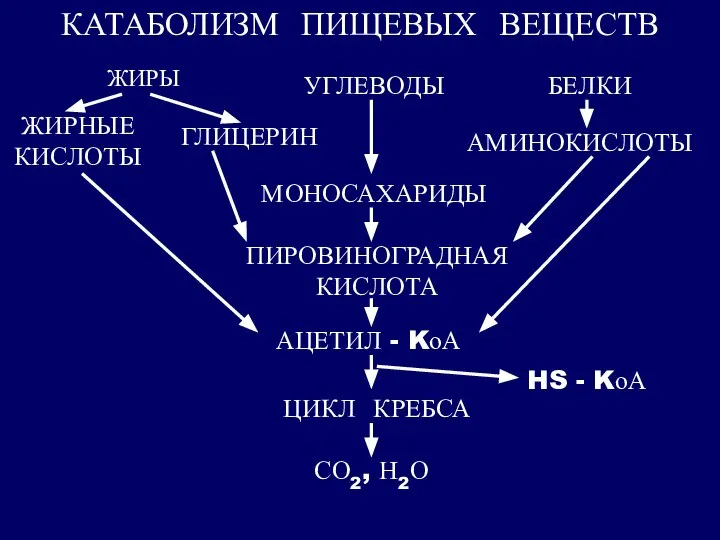 КАТАБОЛИЗМ ПИЩЕВЫХ ВЕЩЕСТВ ЖИРНЫЕ КИСЛОТЫ ГЛИЦЕРИН МОНОСАХАРИДЫ ЖИРЫ УГЛЕВОДЫ БЕЛКИ АМИНОКИСЛОТЫ