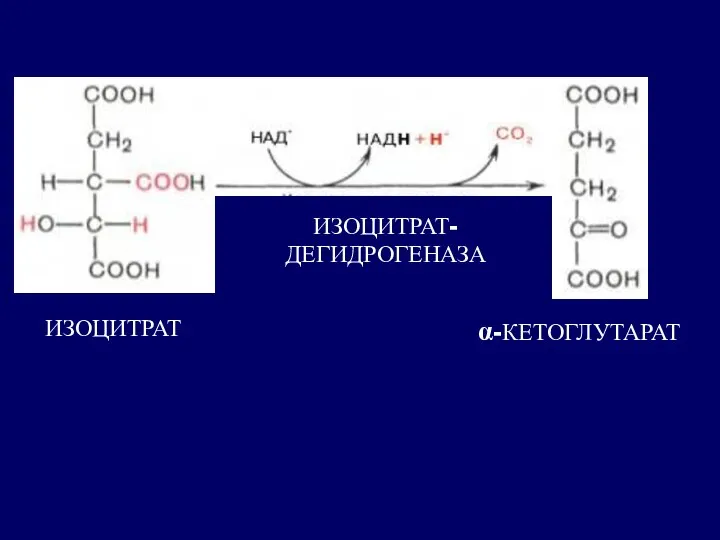 ИЗОЦИТРАТ ИЗОЦИТРАТ- ДЕГИДРОГЕНАЗА α-КЕТОГЛУТАРАТ