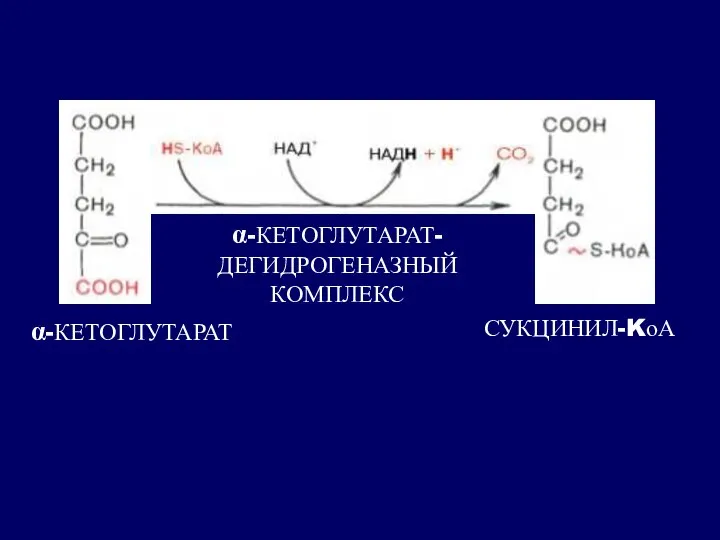 α-КЕТОГЛУТАРАТ СУКЦИНИЛ-KоА α-КЕТОГЛУТАРАТ- ДЕГИДРОГЕНАЗНЫЙ КОМПЛЕКС