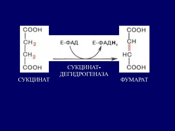 СУКЦИНАТ ФУМАРАТ СУКЦИНАТ- ДЕГИДРОГЕНАЗА