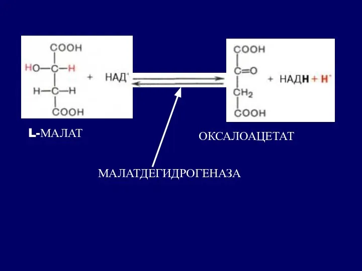 L-МАЛАТ МАЛАТДЕГИДРОГЕНАЗА ОКСАЛОАЦЕТАТ