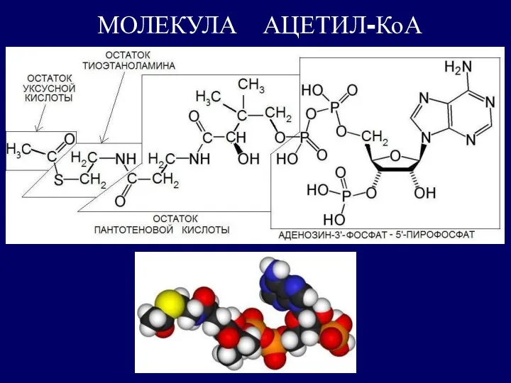 МОЛЕКУЛА АЦЕТИЛ-КоА