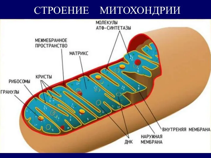 СТРОЕНИЕ МИТОХОНДРИИ