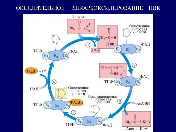 ОКИСЛИТЕЛЬНОЕ ДЕКАРБОКСИЛИРОВАНИЕ ПВК