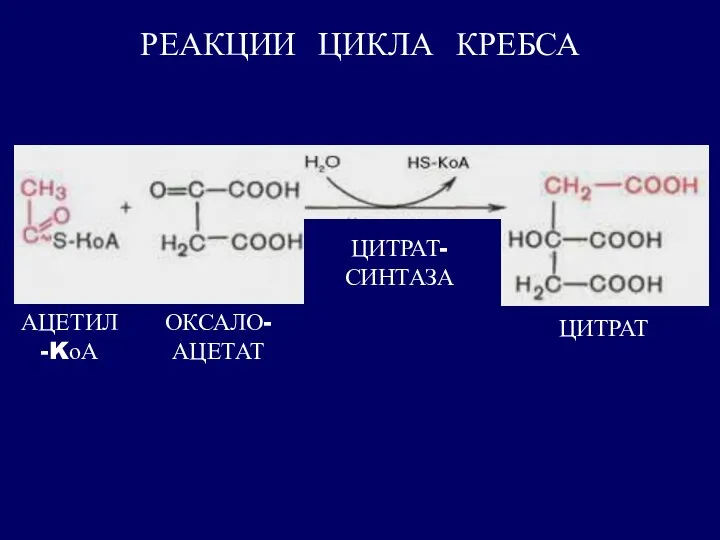 РЕАКЦИИ ЦИКЛА КРЕБСА ОКСАЛО- АЦЕТАТ АЦЕТИЛ -KоА ЦИТРАТ