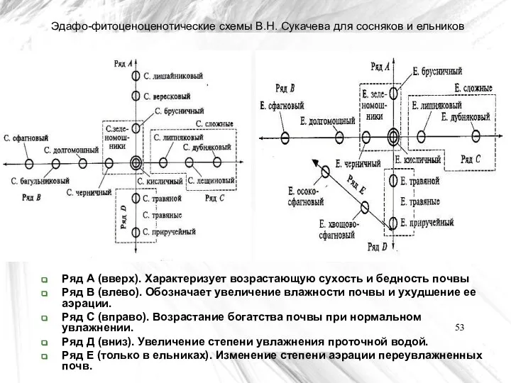 Эдафо-фитоценоценотические схемы В.Н. Сукачева для сосняков и ельников Ряд А (вверх).