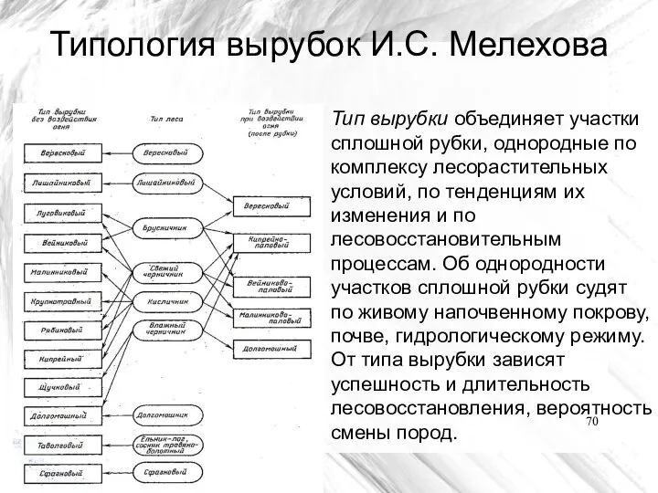 Типология вырубок И.С. Мелехова Тип вырубки объединяет участки сплошной рубки, однородные