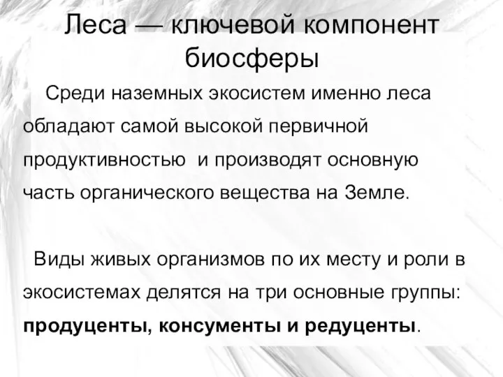 Леса — ключевой компонент биосферы Среди наземных экосистем именно леса обладают