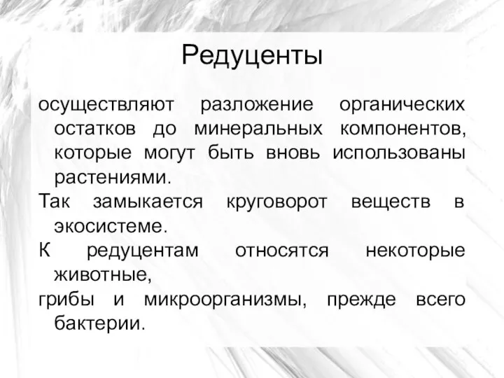 Редуценты осуществляют разложение органических остатков до минеральных компонентов, которые могут быть