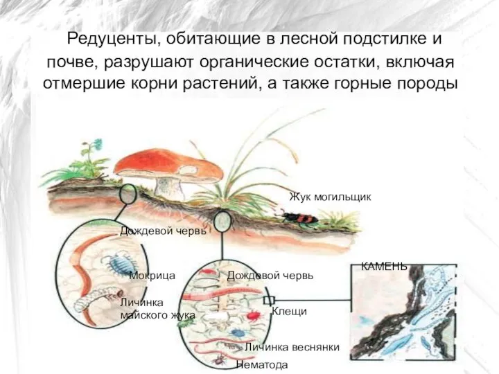 Редуценты, обитающие в лесной подстилке и почве, разрушают органические остатки, включая