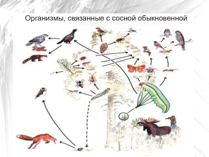 Организмы, связанные с сосной обыкновенной