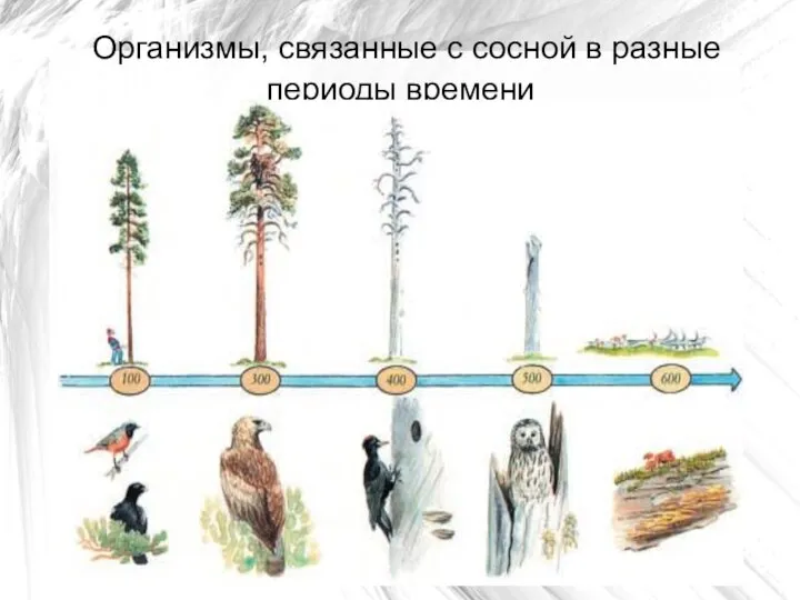 Организмы, связанные с сосной в разные периоды времени