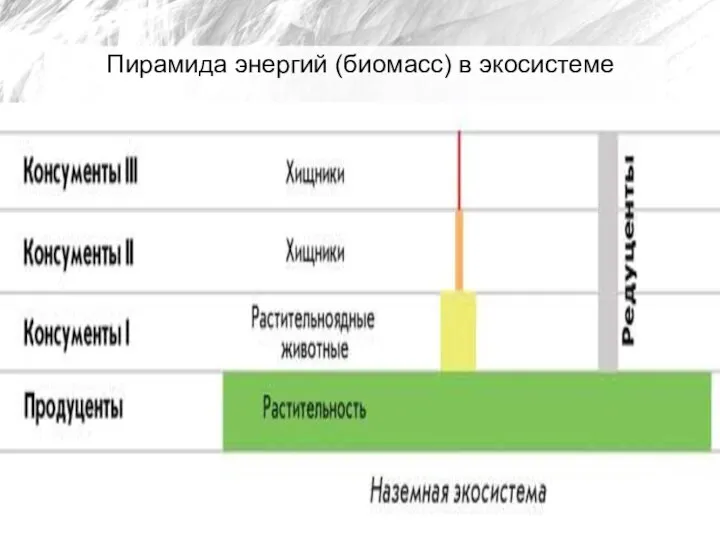 Пирамида энергий (биомасс) в экосистеме