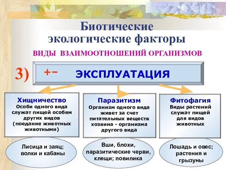 Биотические экологические факторы ВИДЫ ВЗАИМООТНОШЕНИЙ ОРГАНИЗМОВ 3) ЭКСПЛУАТАЦИЯ +– Хищничество Особи