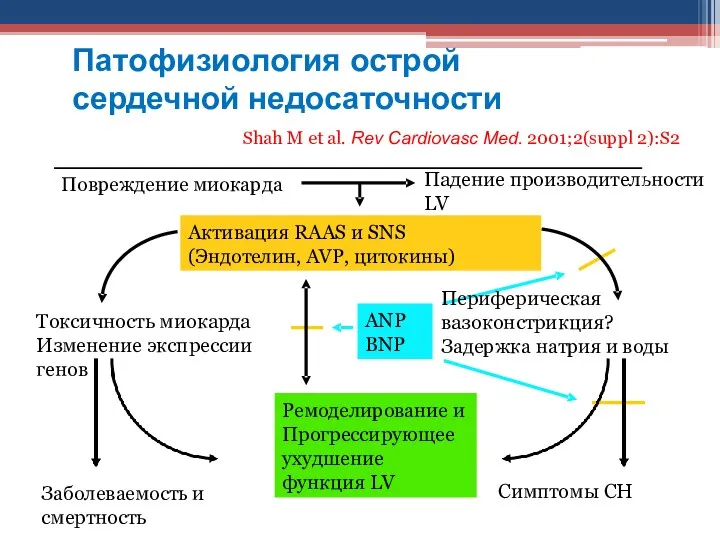 ANP BNP Повреждение миокарда Падение производительности LV Активация RAAS и SNS