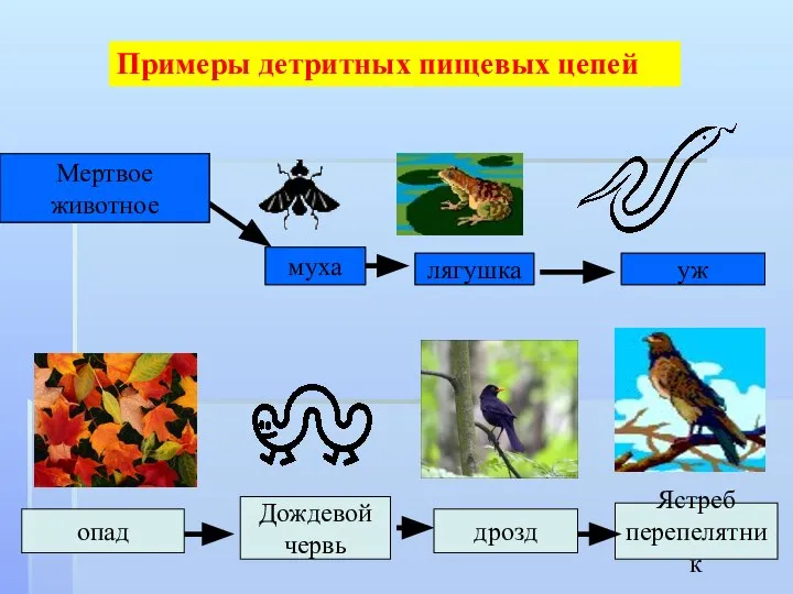 Мертвое животное Примеры детритных пищевых цепей муха лягушка уж опад Дождевой