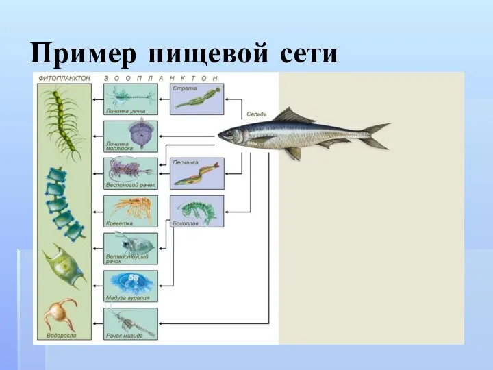 Пример пищевой сети