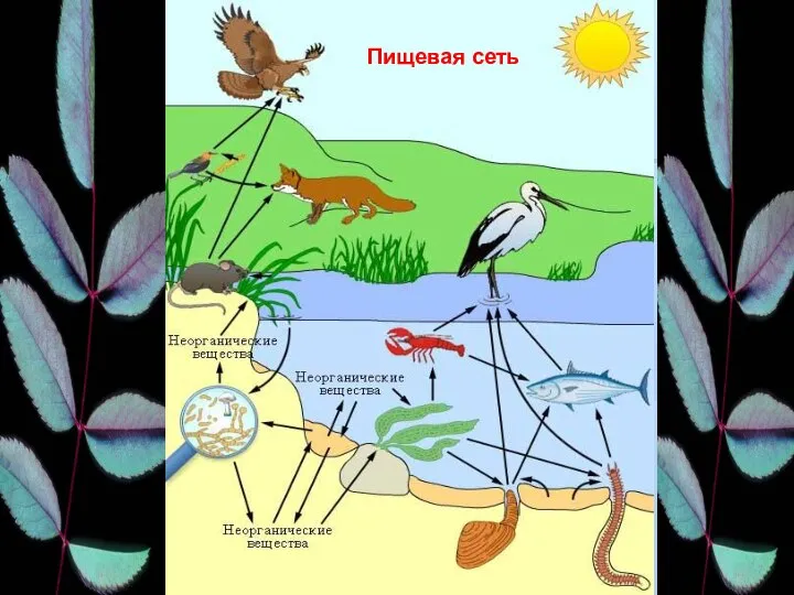 Пищевая сеть